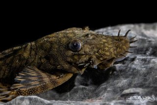 Ancistrus sp. `RIO TOCANTINS`